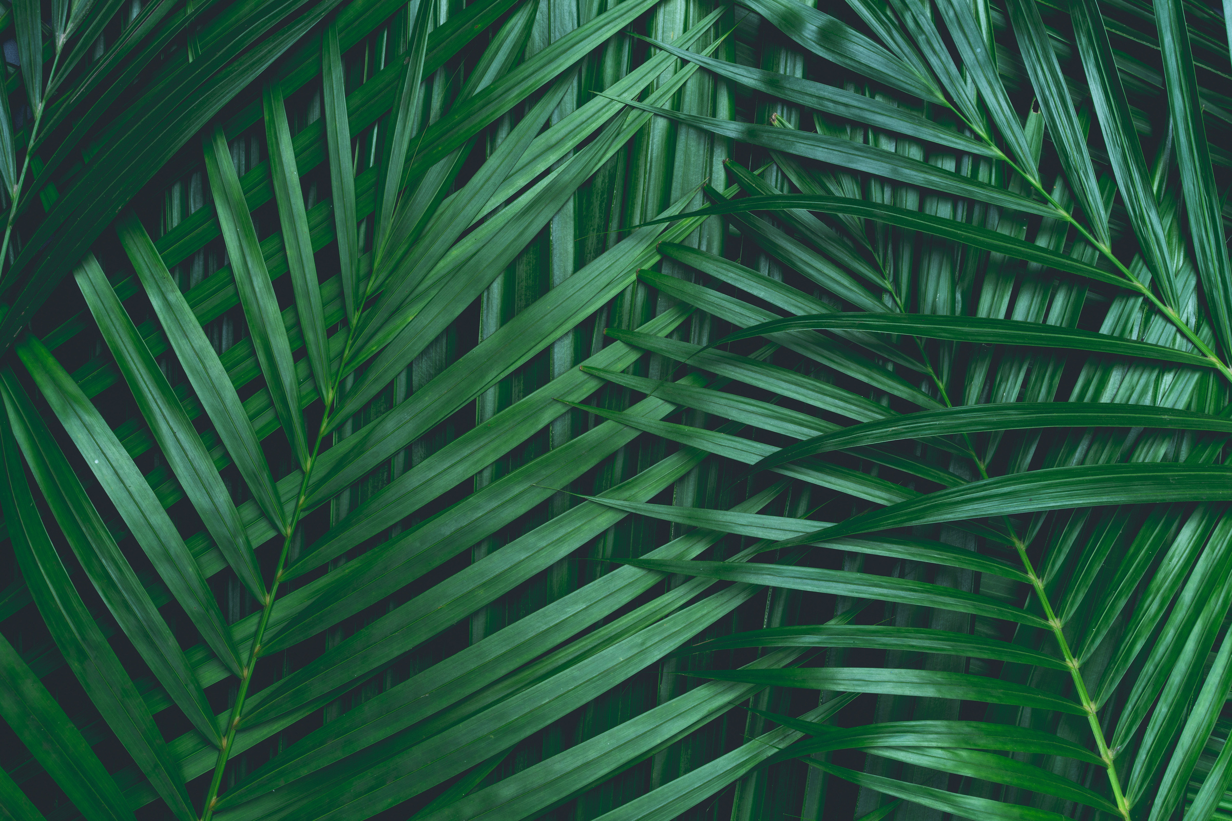 Palm leaves, greenery background